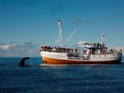 Hvalsafari Andenes Vesterålen